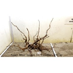 Asian Moor Island (WYSIWYG)