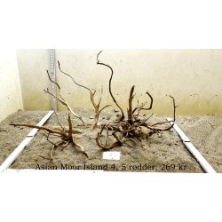 Asian Moor Island (WYSIWYG)