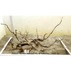 Asian Moor Island (WYSIWYG)