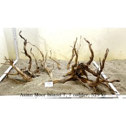 Asian Moor Island (WYSIWYG)