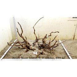 Asian Moor Island (WYSIWYG)