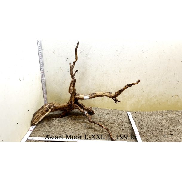 Asian Moor Rod Large-XXLarge (WYSIWYG)