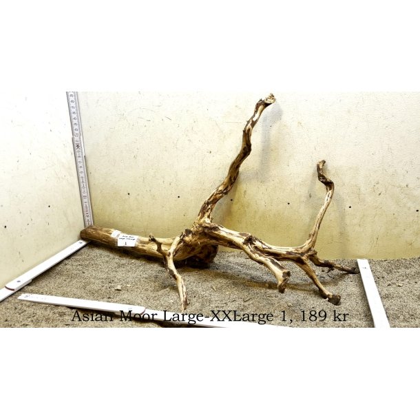 Asian Moor Rod Large-XXLarge (WYSIWYG)