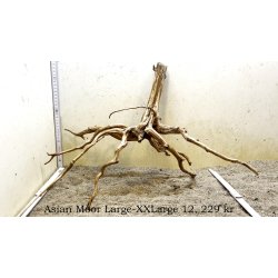 Asian Moor Rod Large-XXLarge (WYSIWYG)