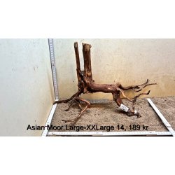 Asian Moor Rod Large-XXLarge (WYSIWYG)