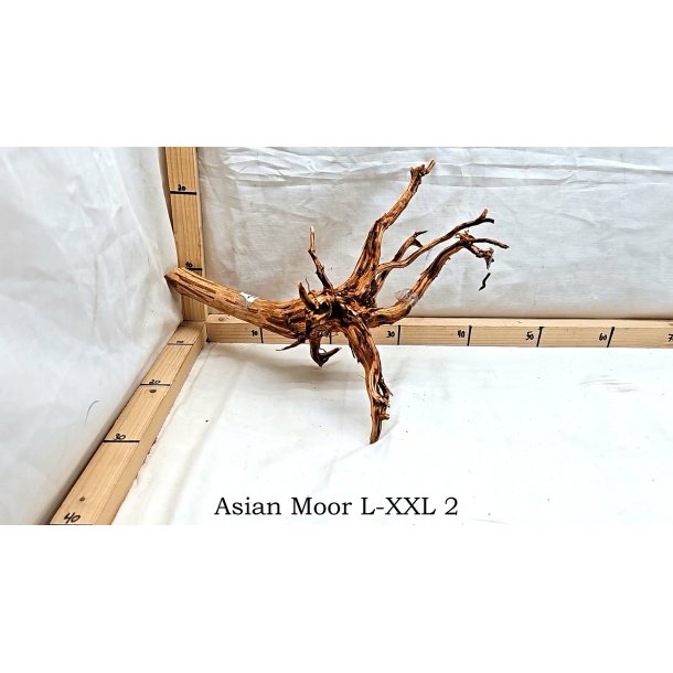Asian Moor Rod Large-XXLarge (WYSIWYG)