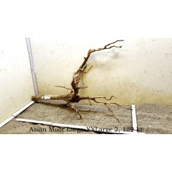 Asian Moor Rod Large-XXLarge (WYSIWYG)