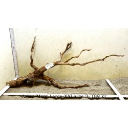 Asian Moor Rod Large-XXLarge (WYSIWYG)