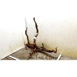 Asian Moor Rod Large-XXLarge (WYSIWYG)