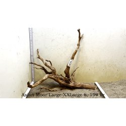 Asian Moor Rod Large-XXLarge (WYSIWYG)