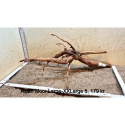 Asian Moor Rod Large-XXLarge (WYSIWYG)