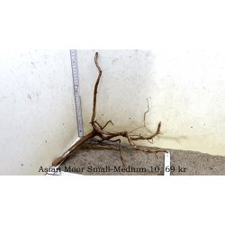 Asian Moor Rod Small-Medium (WYSIWYG)