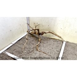 Asian Moor Rod Small-Medium (WYSIWYG)