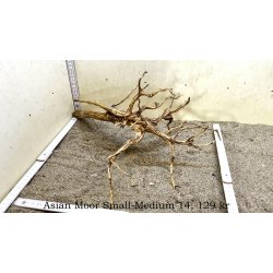 Asian Moor Rod Small-Medium (WYSIWYG)