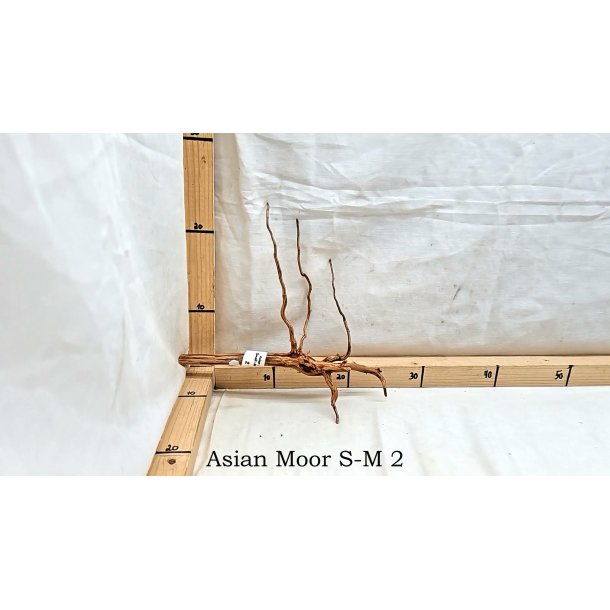 Asian Moor Rod Small-Medium (WYSIWYG)