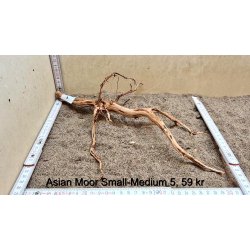 Asian Moor Rod Small-Medium (WYSIWYG)