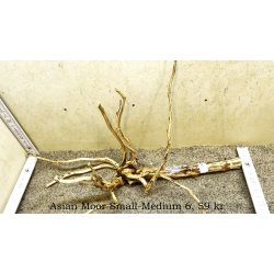 Asian Moor Rod Small-Medium (WYSIWYG)
