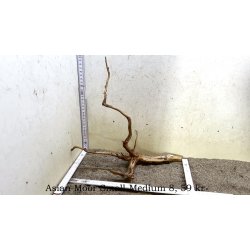 Asian Moor Rod Small-Medium (WYSIWYG)