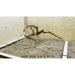 Asian Moor Rod Small-Medium (WYSIWYG)