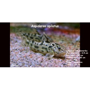 Aspidoras spilotus