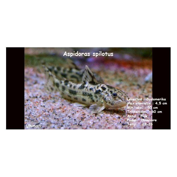Aspidoras spilotus