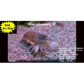 Atya gabonensis VF - K�mpe viftereje