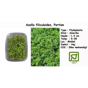 Azolla filiculoides - Flydeplante, Portion