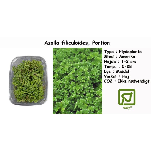 Azolla filiculoides - Flydeplante, Portion