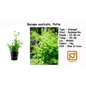 Bacopa australis, Potte