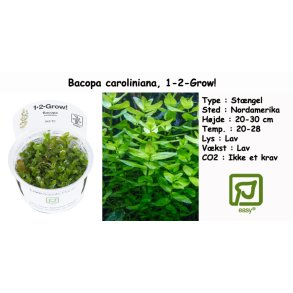 Bacopa caroliniana, 1-2-Grow! 