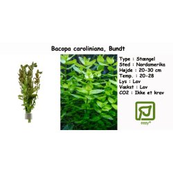 Bacopa caroliniana, Bundt