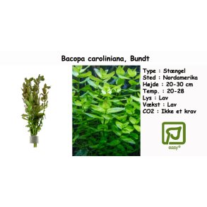 Bacopa caroliniana, Bundt