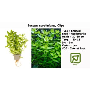 Bacopa caroliniana, Clips