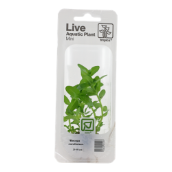 Bacopa caroliniana, Minipotte