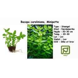 Bacopa caroliniana, Minipotte