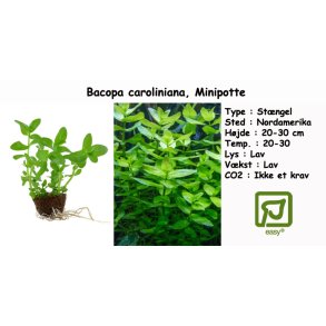 Bacopa caroliniana, Minipotte