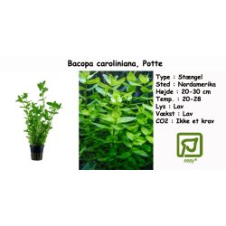 Bacopa caroliniana, Potte