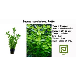 Bacopa caroliniana, Potte