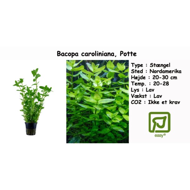 Bacopa caroliniana, Potte