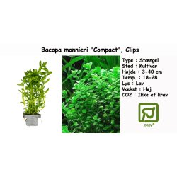 Bacopa monnieri 'Compact', Clips