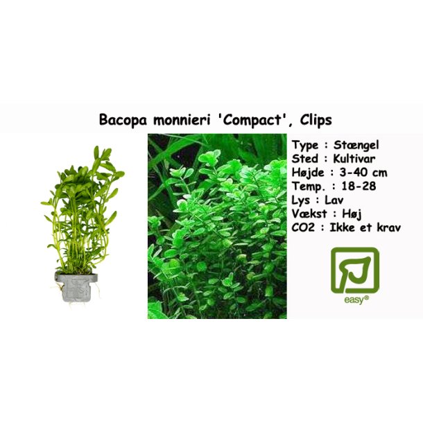Bacopa monnieri 'Compact', Clips