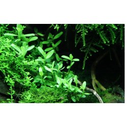 Bacopa monnieri 'Compact', Clips