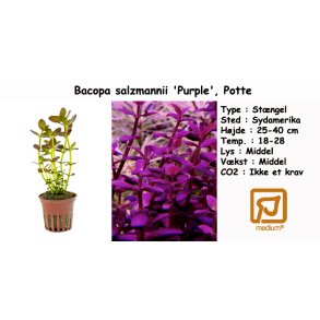 Bacopa salzmannii 'Purple', Potte