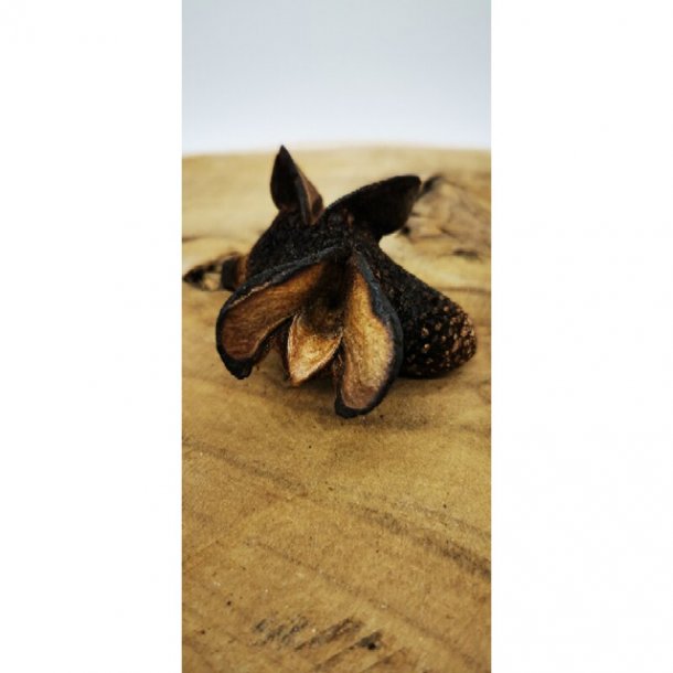 Banksia baxteria kogle