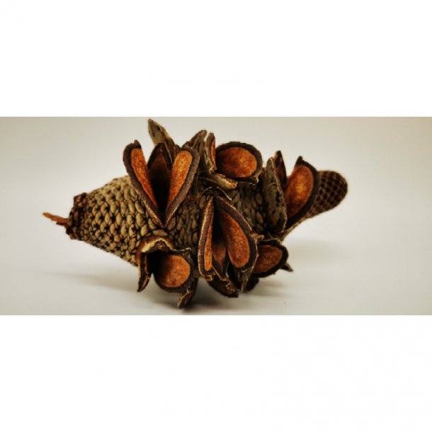 Banksia "firewood" kogle