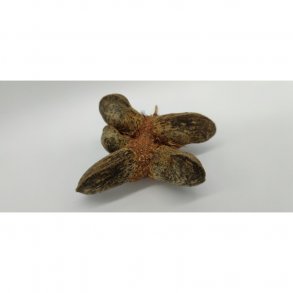 Banksia candolleana kogle