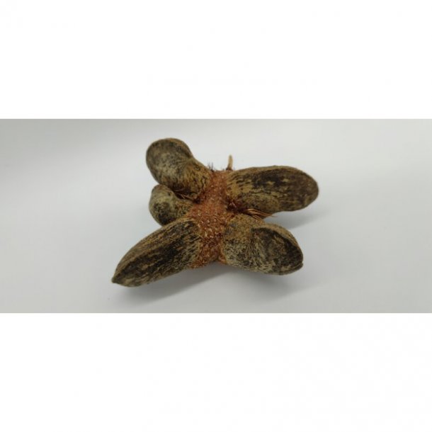 Banksia candolleana kogle