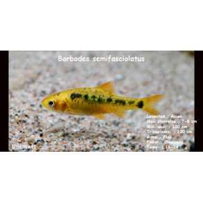 Barbodes semifasciolatus - Guldbarbe