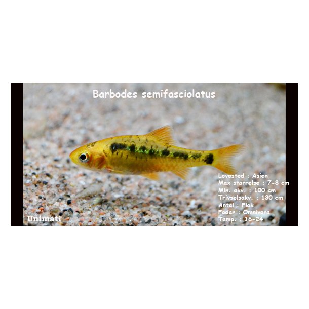 Barbodes semifasciolatus - Guldbarbe