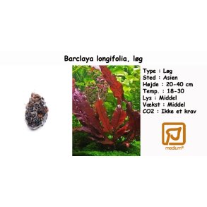 Barclaya longifolia, l�g